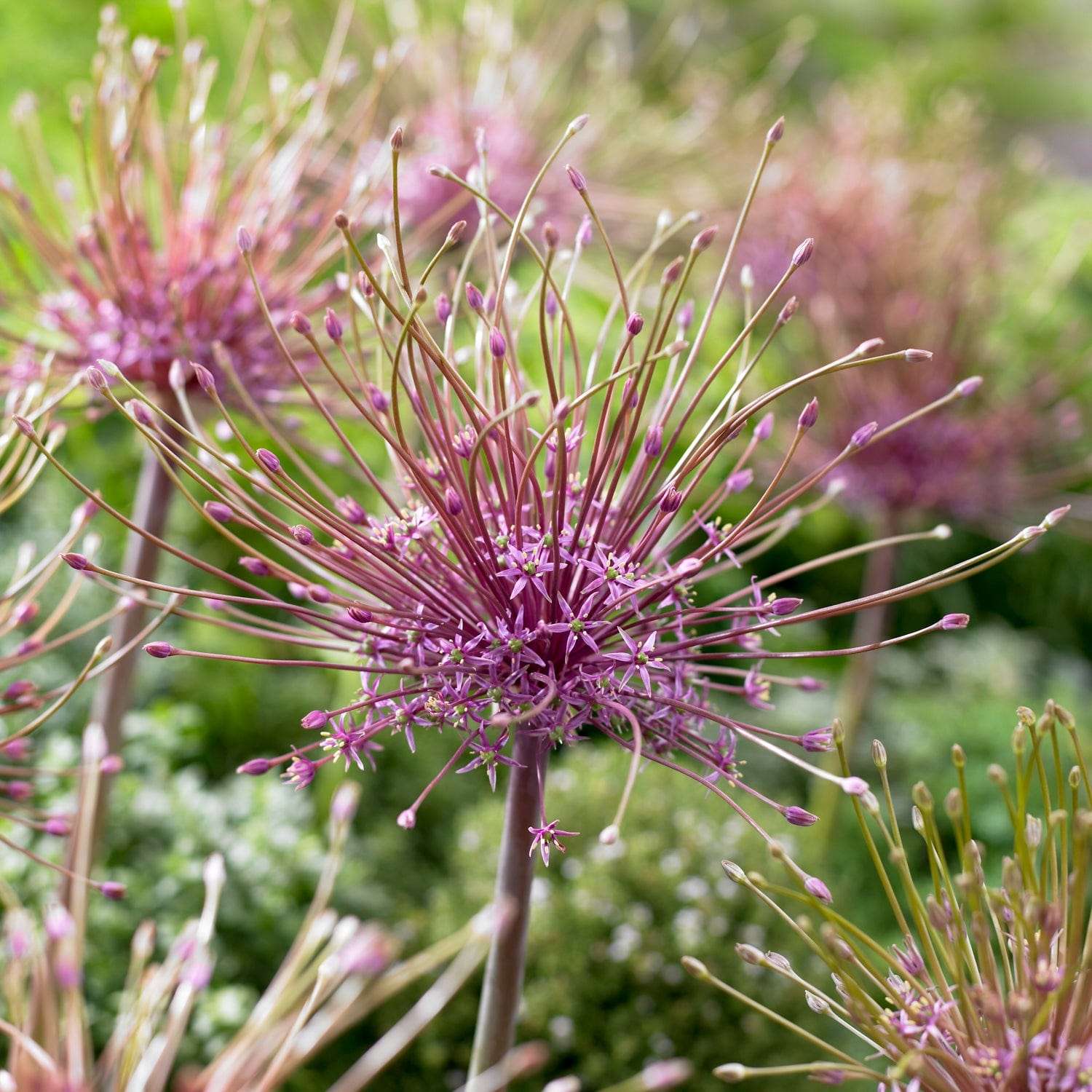 Allium 'Schubertii'